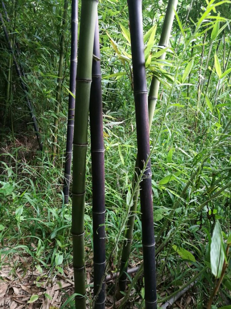 紫竹3~4m