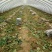 潍县青萝卜礼盒8斤，可一件代发