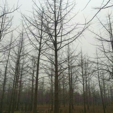 水杉8~10cm10~12cm4米以上要的抓紧了