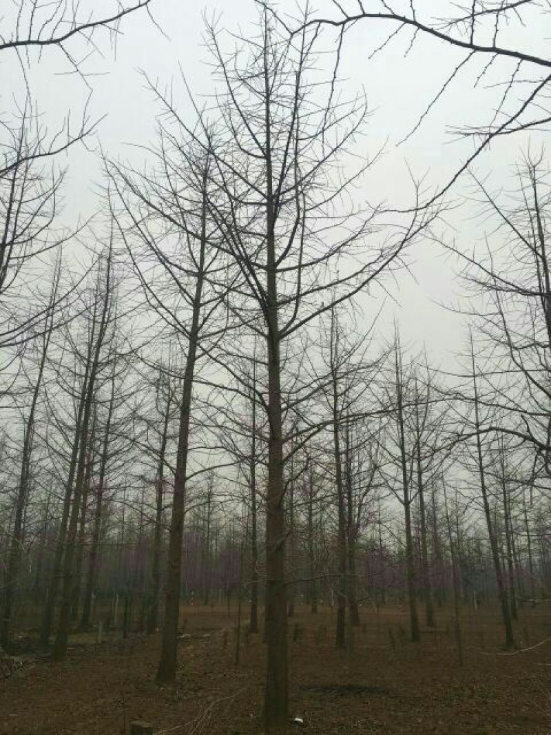 水杉8~10cm10~12cm4米以上要的抓紧了