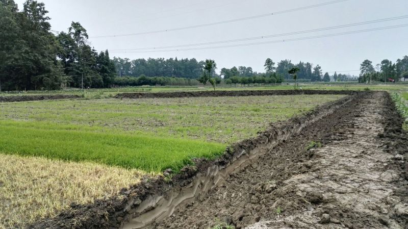 荷包鲤食用0.5~1公斤