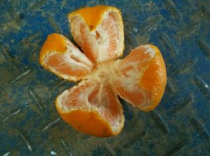 椪柑湖北当阳市