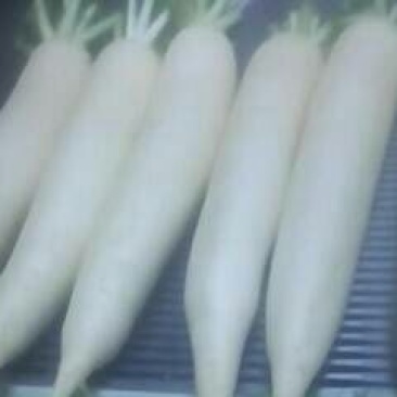 白萝卜2.5~3斤起