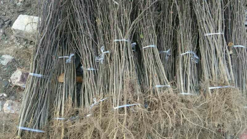 花椒苗，大红袍花椒苗，九叶青花椒苗，藤椒苗，无刺花椒苗，