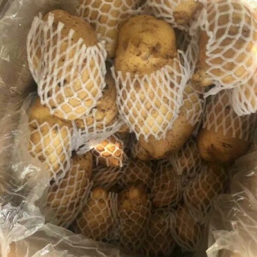 荷兰十五土豆4两以上