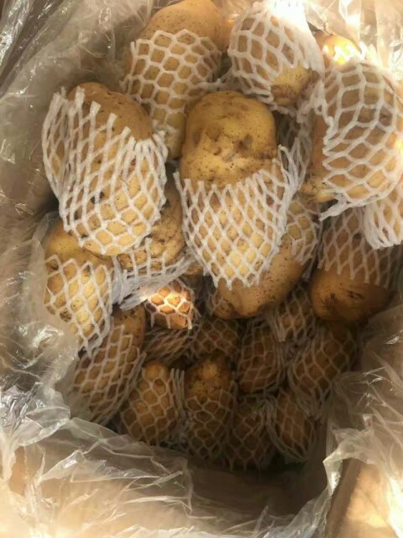 荷兰十五土豆4两以上
