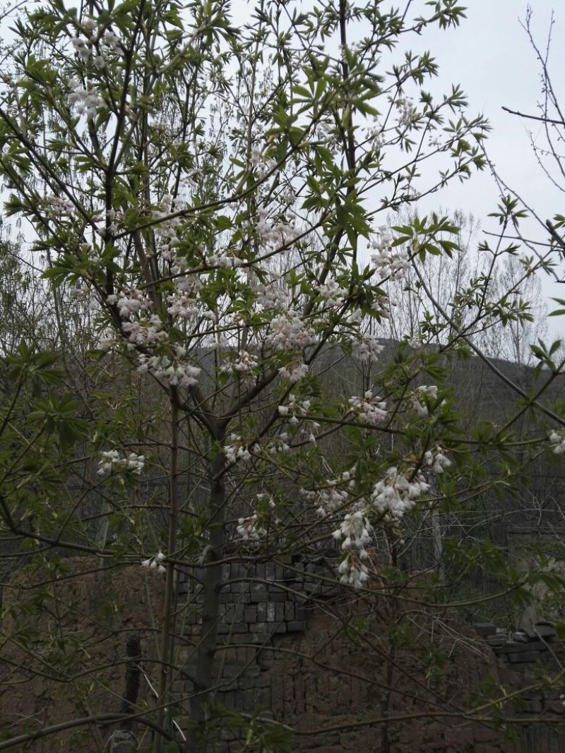 省沽油