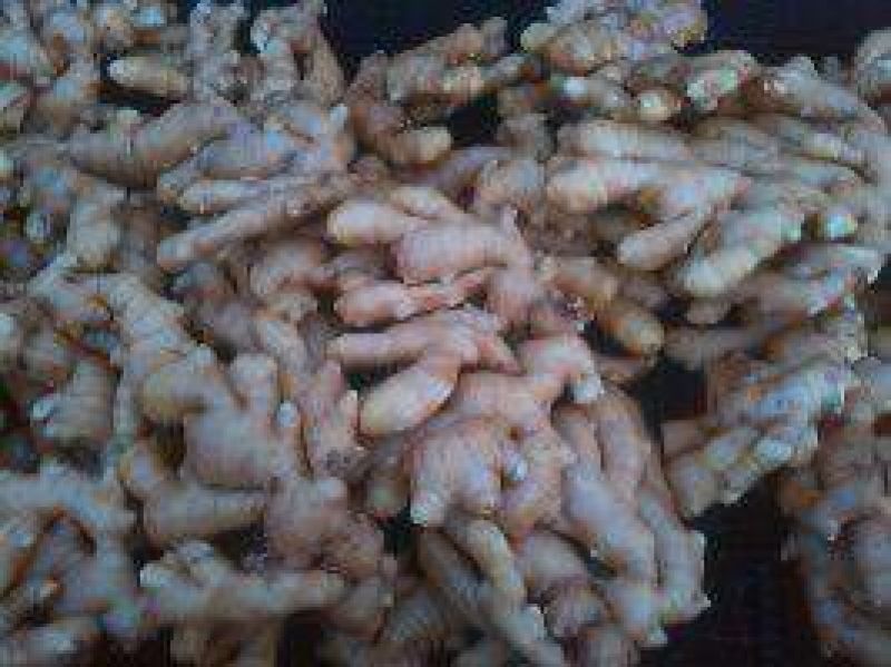 大黄姜