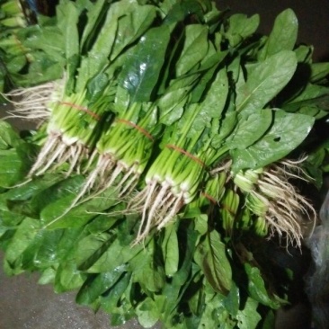 越冬菠菜20~25厘米