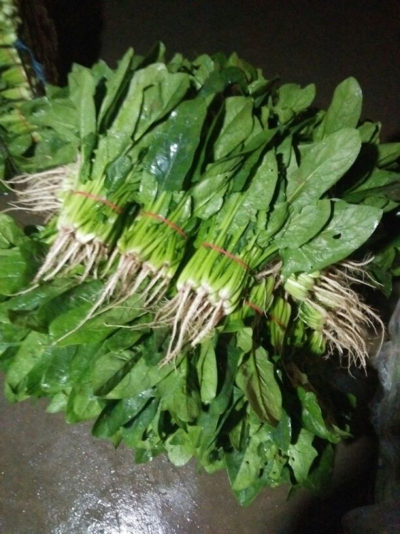 越冬菠菜20~25厘米