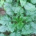 全能菠菜30~35厘米