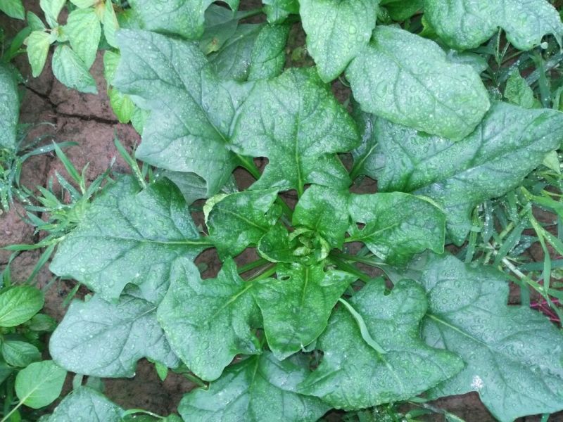 全能菠菜30~35厘米