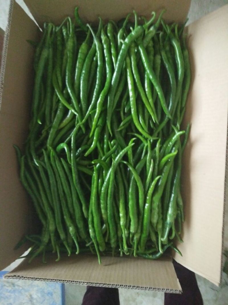 陕西渭南线椒，规格齐全品质保障大量供应，可视频看货