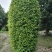 金叶女贞4cm以下