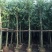 香樟12~14cm12~14cm3.5~4米