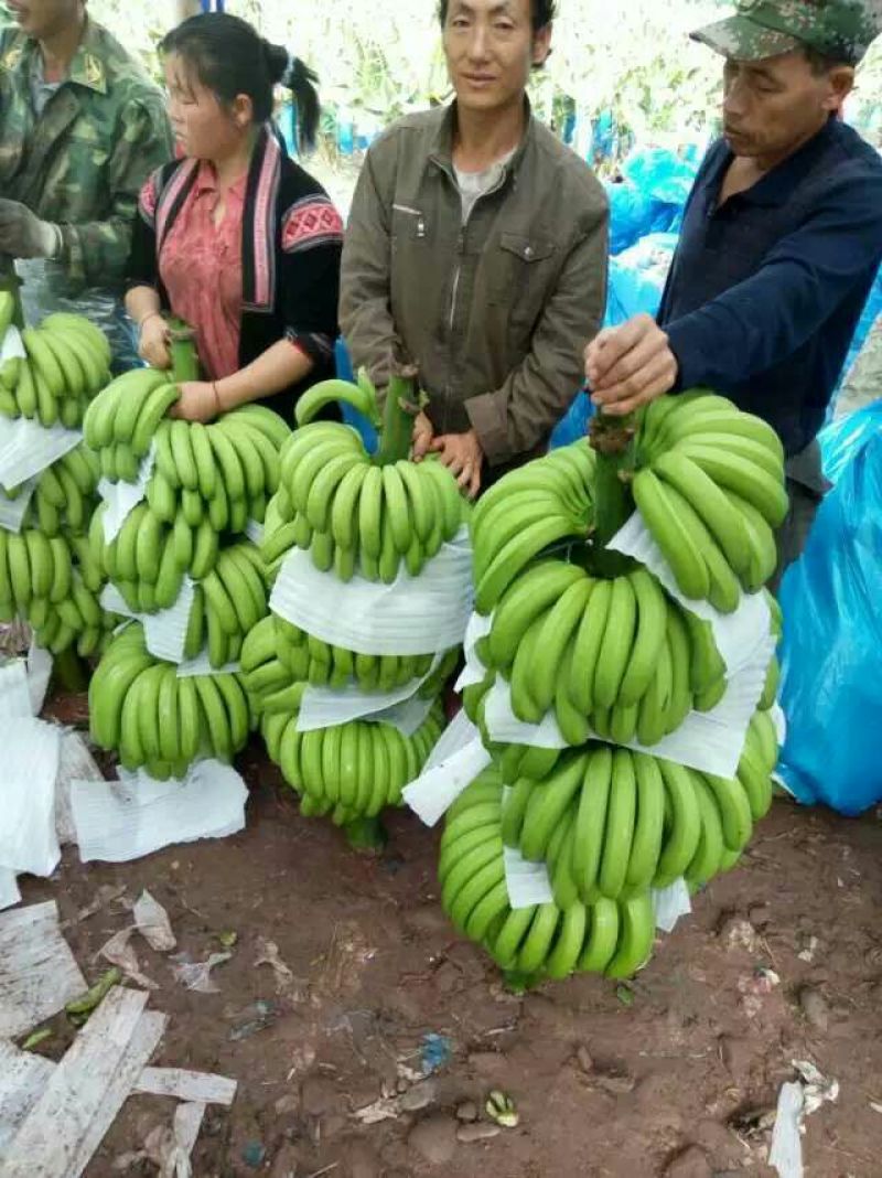 香蕉七成熟