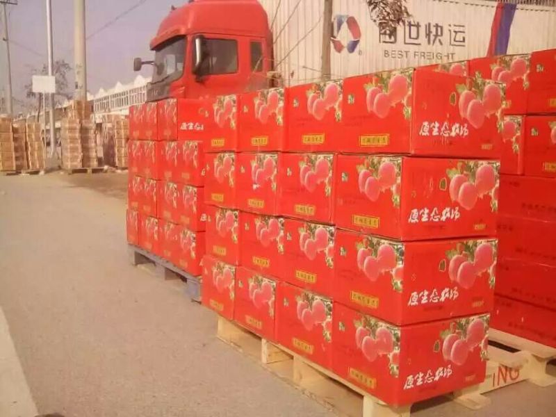 贡梨300~350g纸箱