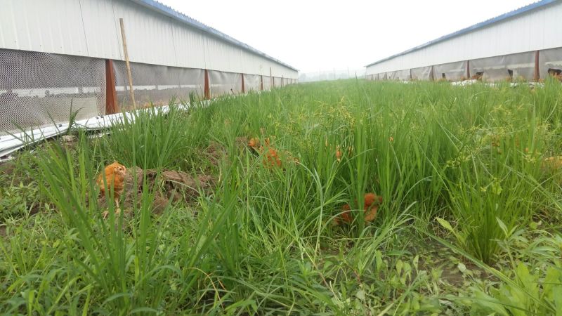 苏北土鸡6~9月