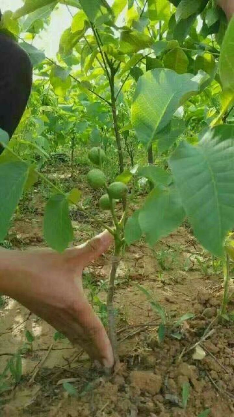 香玲核桃去皮干