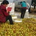 山东露天鲜冬枣基地直供一件代发价格便宜质量好