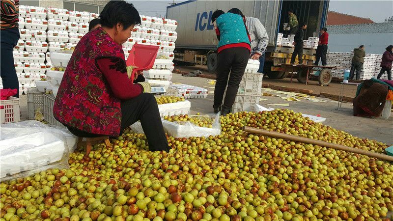 山东露天鲜冬枣基地直供一件代发价格便宜质量好