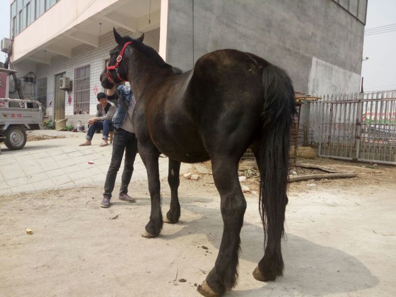 矮马骑乘马，半血马拉车马