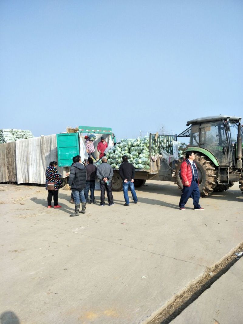 甘蓝扁包菜湖北嘉鱼县扁包菜量大从优基地供应