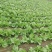 青菜30cm以上