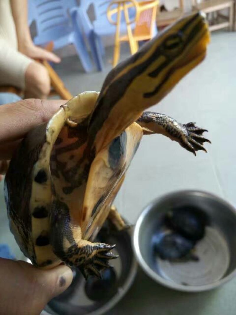 鳖