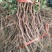 巨峰葡萄苗1年80~110cm