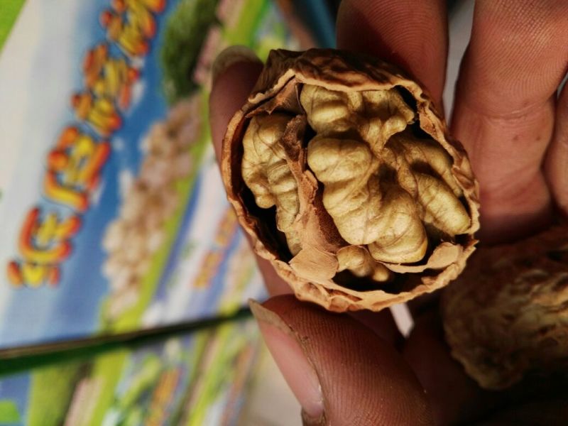 纸皮核桃30mm以上去皮干