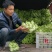 安岳精品儿菜基地直销，质量保证，无其他费用，装车快速。