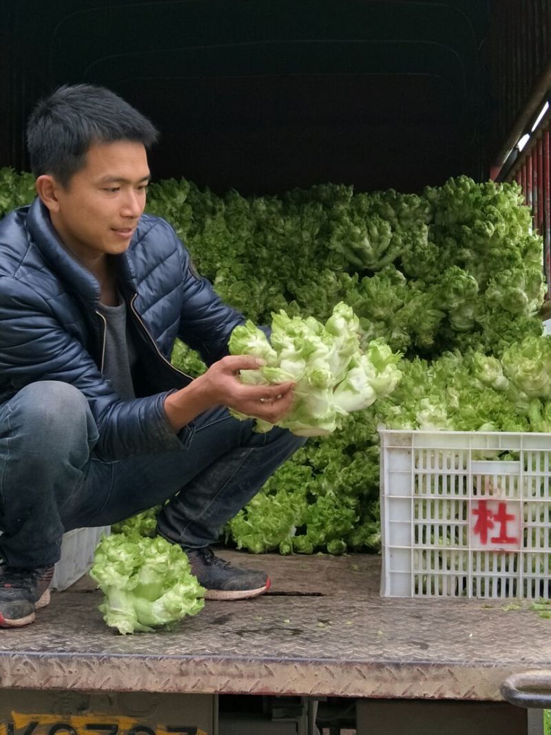 安岳精品儿菜基地直销，质量保证，无其他费用，装车快速。