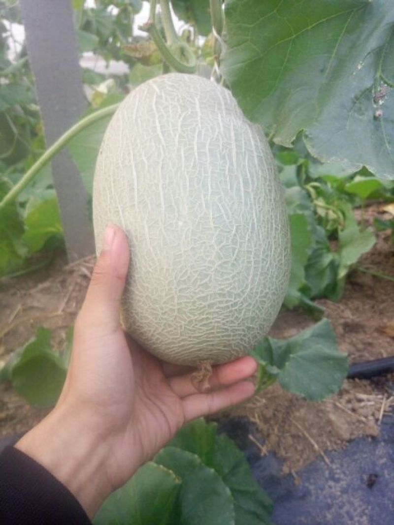 网纹瓜7斤以上长圆形