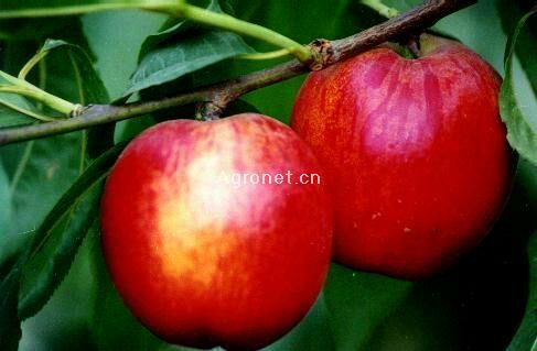 油桃_单个果重:3两以上 包装方式:纸箱 _蔡娟娟