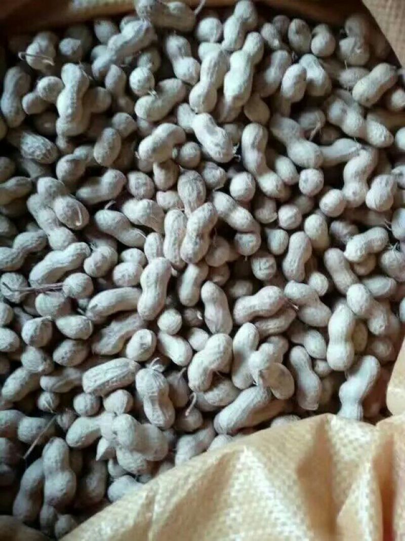 花育23号干货带壳
