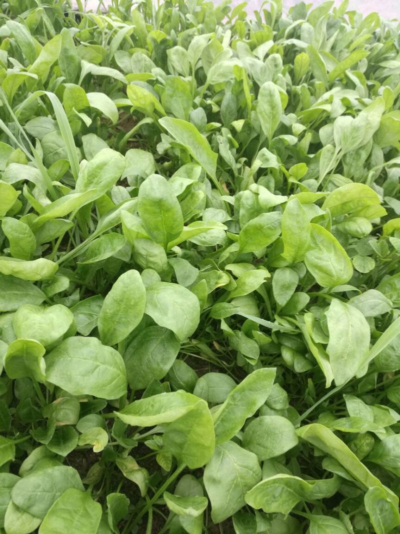 越冬菠菜15~20厘米