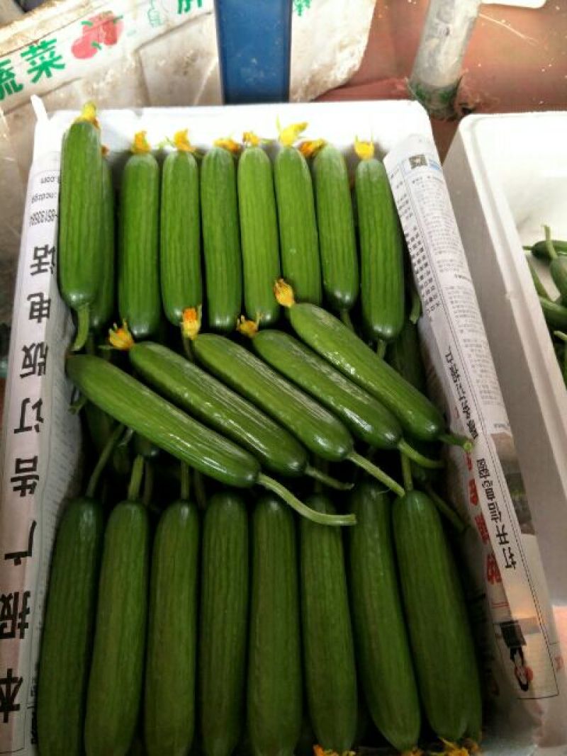 寿光当季新鲜水果黄瓜脆嫩爆汁基地直发大宗蔬菜批发