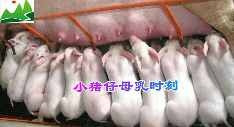 腊肉食用蹄膀肉制品