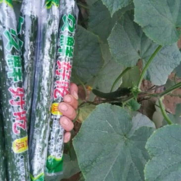 欧盛2号油瓜