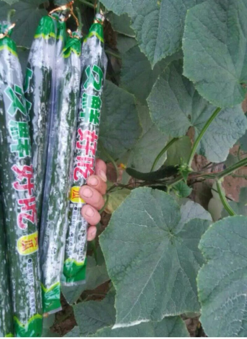 欧盛2号油瓜