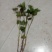 红薯苗15~25cm