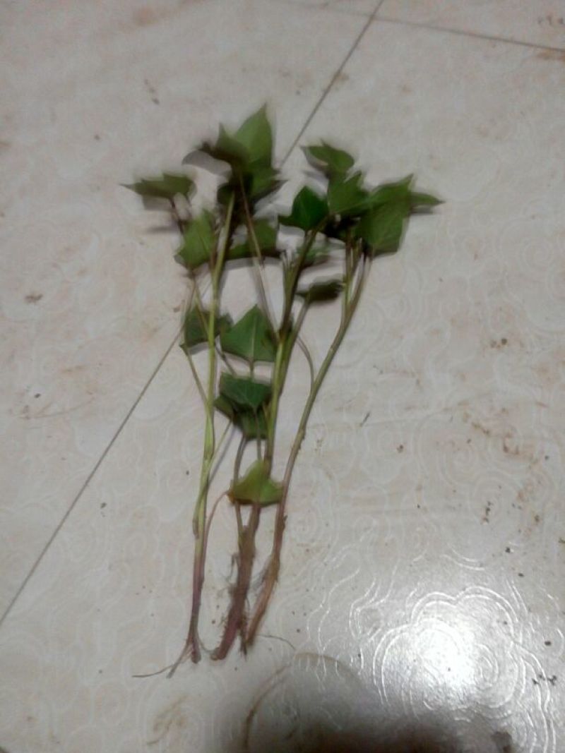 红薯苗15~25cm