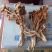 中国福建古田干品茶树菇特产