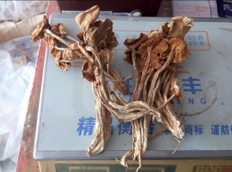 中国福建古田干品茶树菇特产