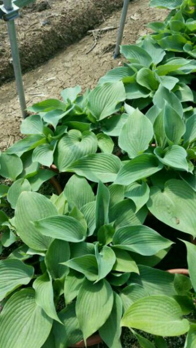 白玉簪价格宿迁苗圃货高质量低价格无中介