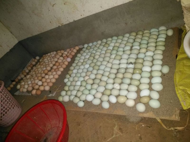 绿壳鸡蛋食用50g以下