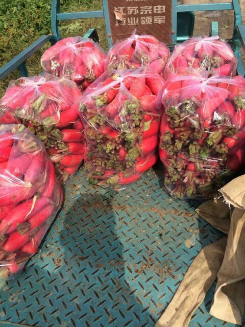 大红萝卜0.2~1斤起