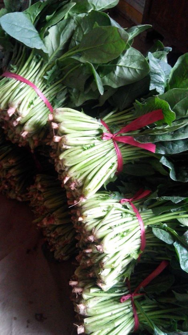 越冬菠菜