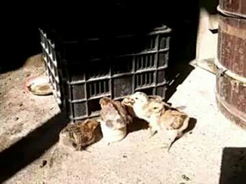 土鸡12月以上